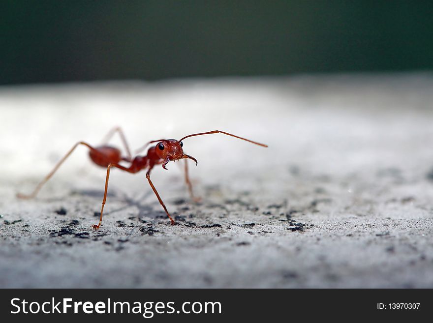 Macro of a defensive red ant
