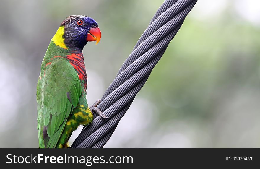Rainbow lory perching on a cable