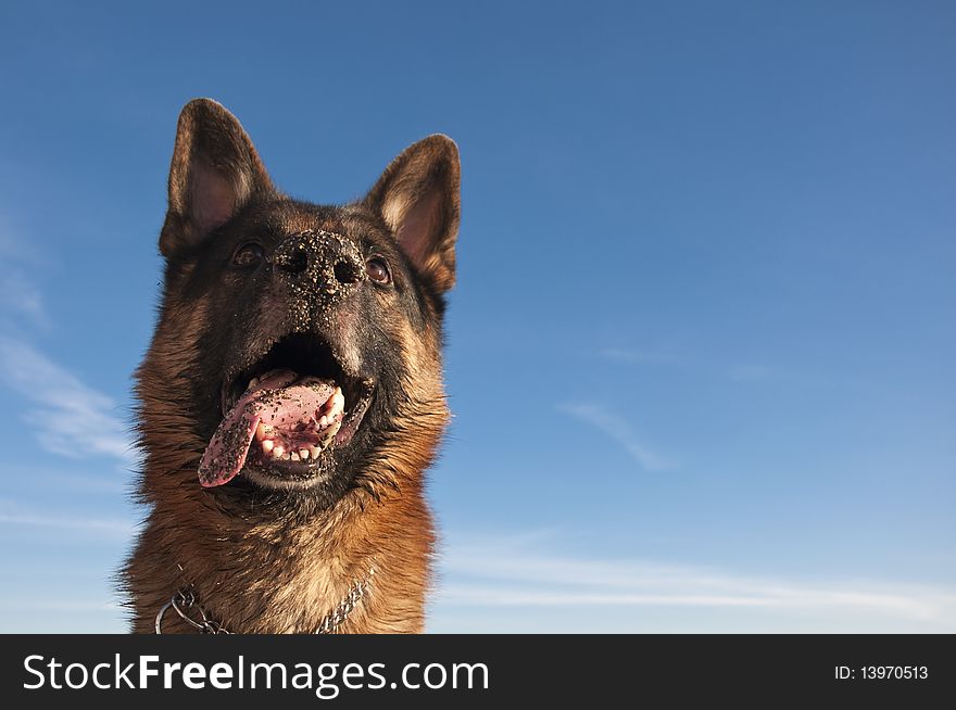 The sheep-dog a dog the sky a pet a wool a cable ears a nose of an eye