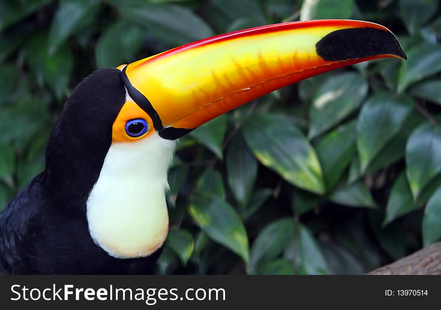 Close portrait of a toco toucan