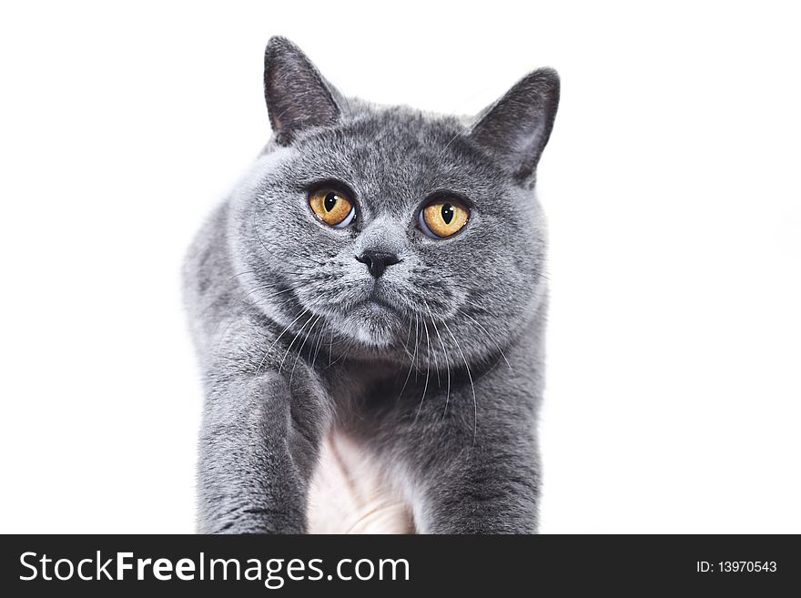 Grey British cat on a white background