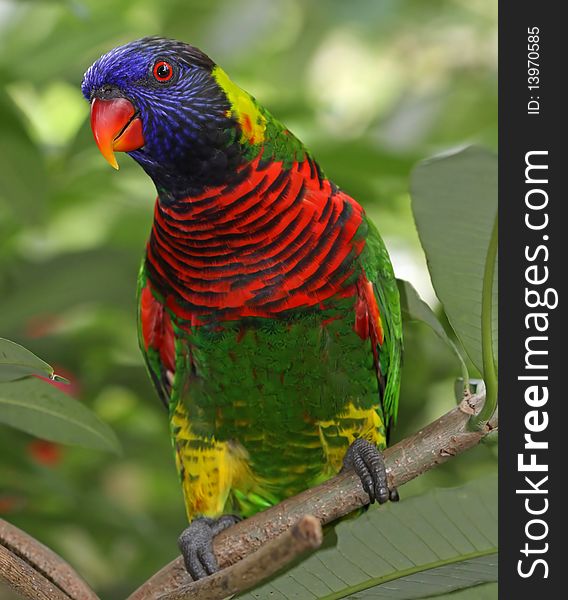 Portrait of a rainbow lory in a tree