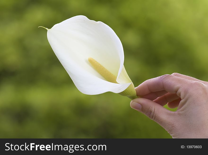 Holding a flower