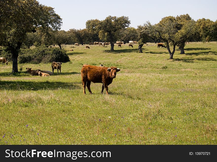 Cows grazed on a meadow