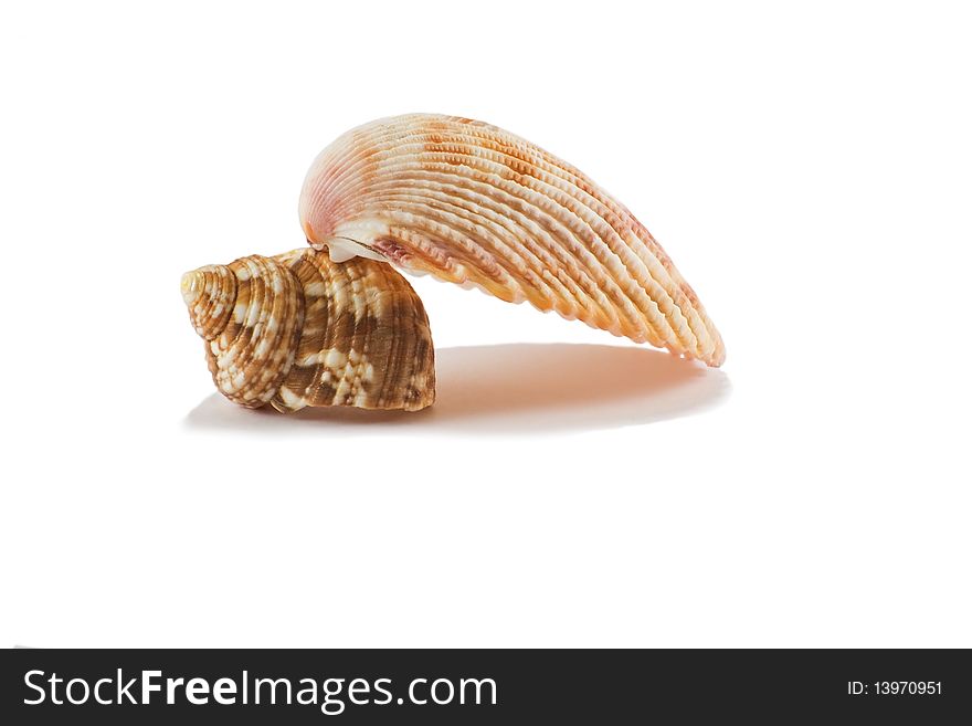 Two sea shells imitate lovemaking. Two sea shells imitate lovemaking