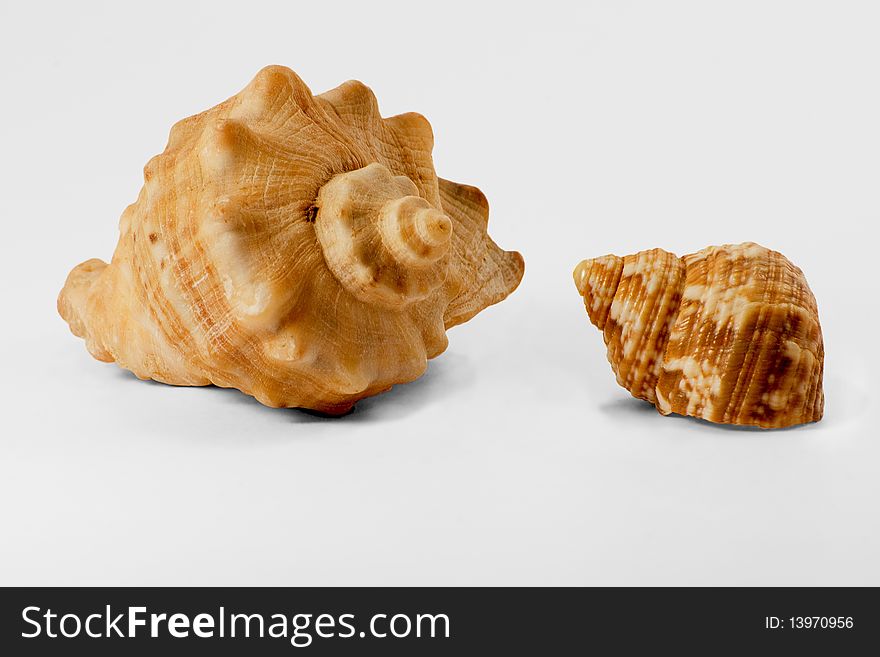 Two shells looking at each other. Two shells looking at each other