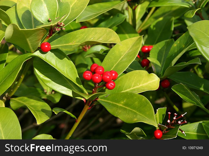 Berries and leaves of Japonica bush