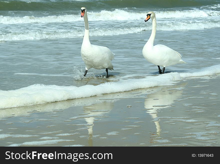 Two swans go on a beach among waves