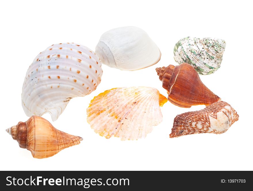 Beautiful seashells isolated on white background