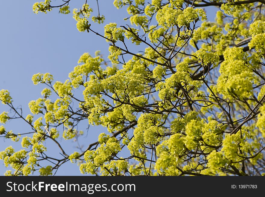 Spring maple flowers, daytime macro