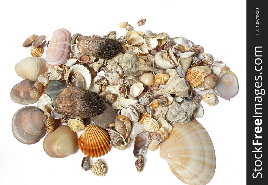 Many shells isolated on a white background. Many shells isolated on a white background