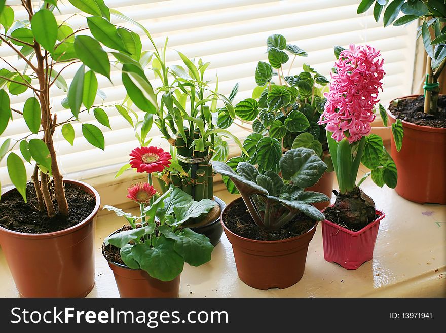 An image of green plants on the sill