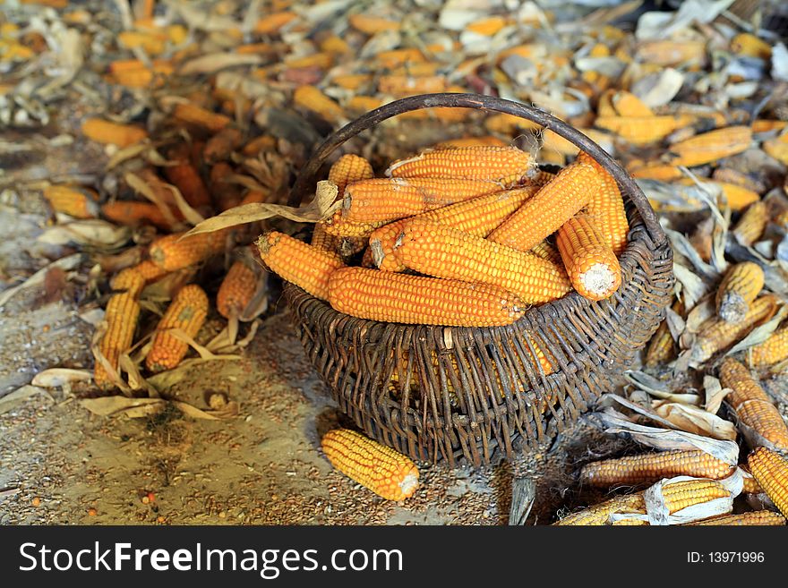 An image of a basket with orange corn