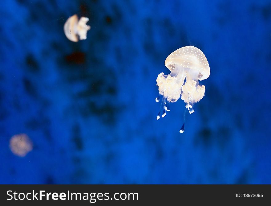 Jellyfishes on a deep blue background