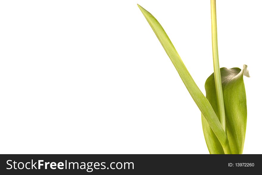 Tulip green strain on a white background. Tulip green strain on a white background