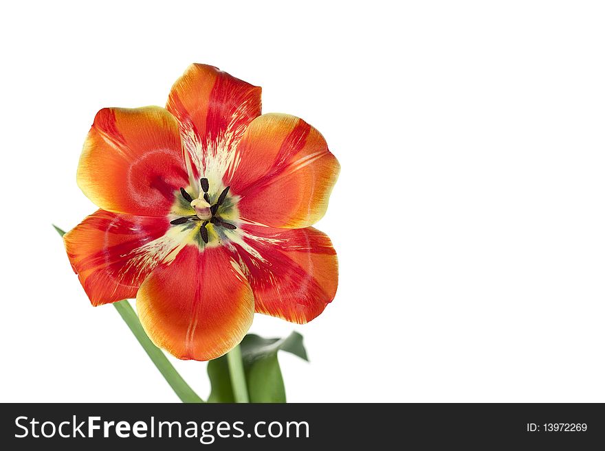 Tulip with it's petals opened