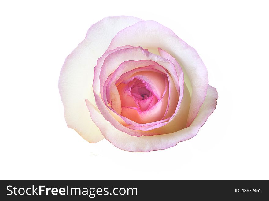 Pink rose isolated on white.