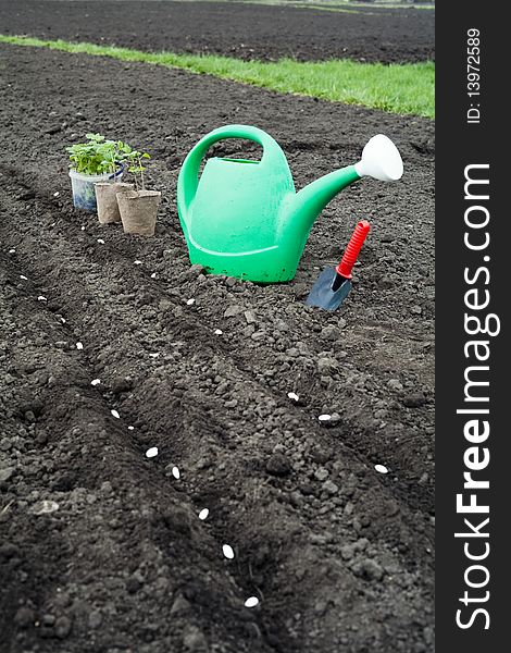 An image of green plants and watering can. An image of green plants and watering can