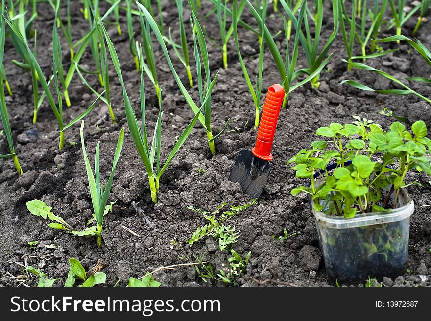 An image of plants in the ground and shovel. An image of plants in the ground and shovel