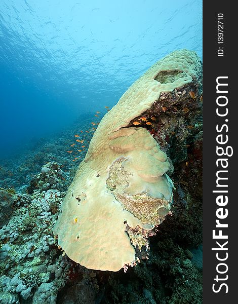 Mountain Coral And Fish In The Red Sea