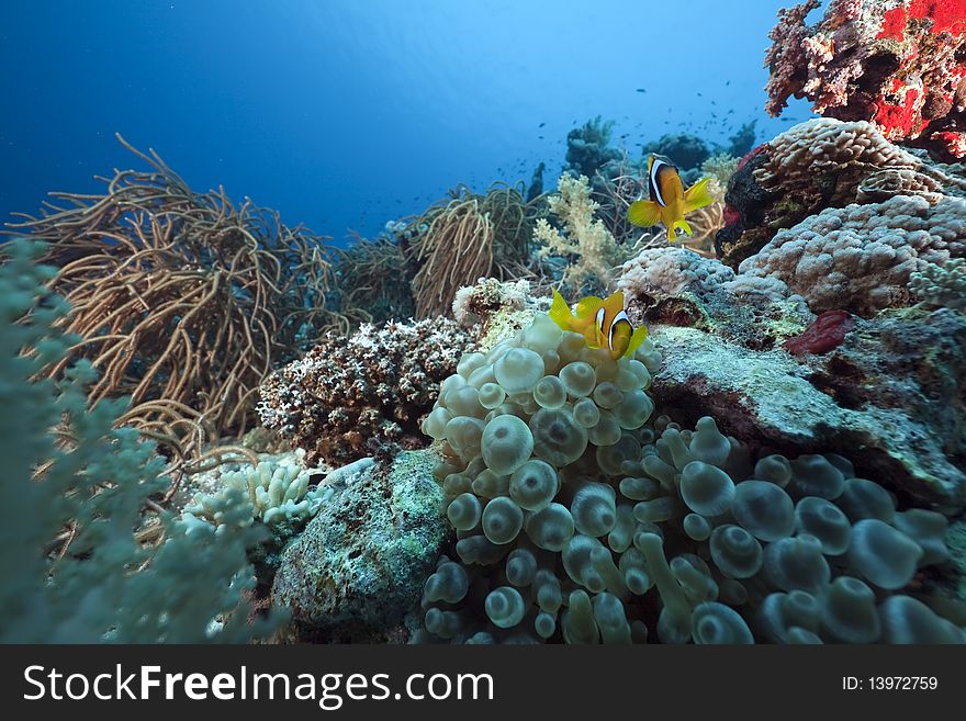 Anemonefish And Anemone In The Red Sea