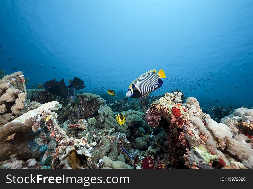 Coral and fish in the Red Sea