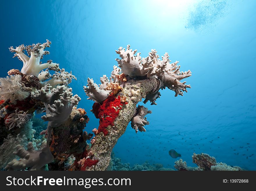 Coral and fish in the Red Sea