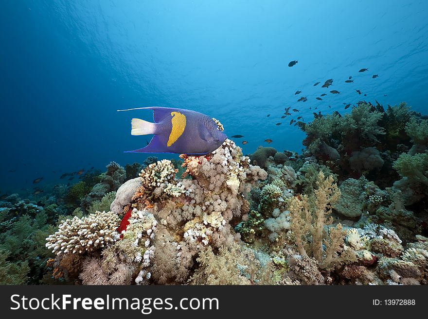 Coral and fish taken in the Red Sea. Coral and fish taken in the Red Sea