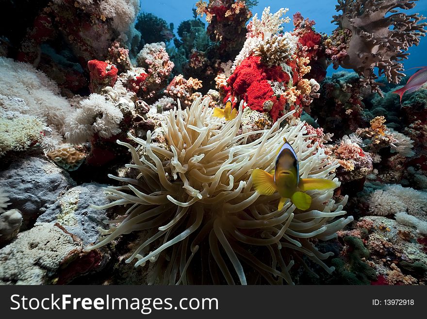 Anemonefish and anemone in the Red Sea