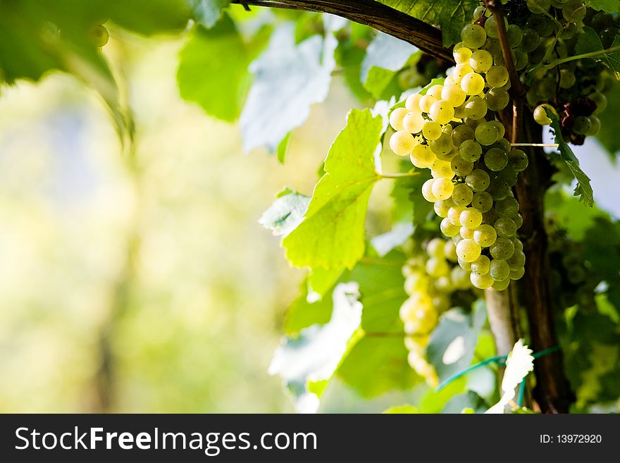 An image of a bunch of golden grapes
