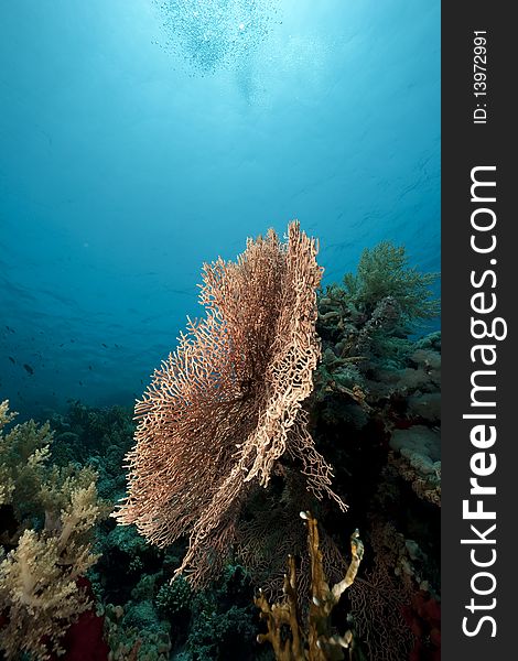 Coral and fish taken in the Red Sea. Coral and fish taken in the Red Sea