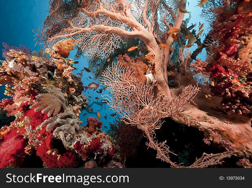 Coral and fish taken in the Red Sea. Coral and fish taken in the Red Sea