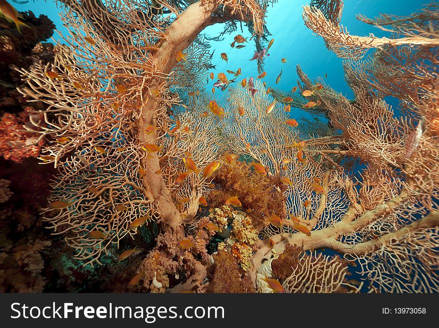 Coral and fish taken in the Red Sea. Coral and fish taken in the Red Sea