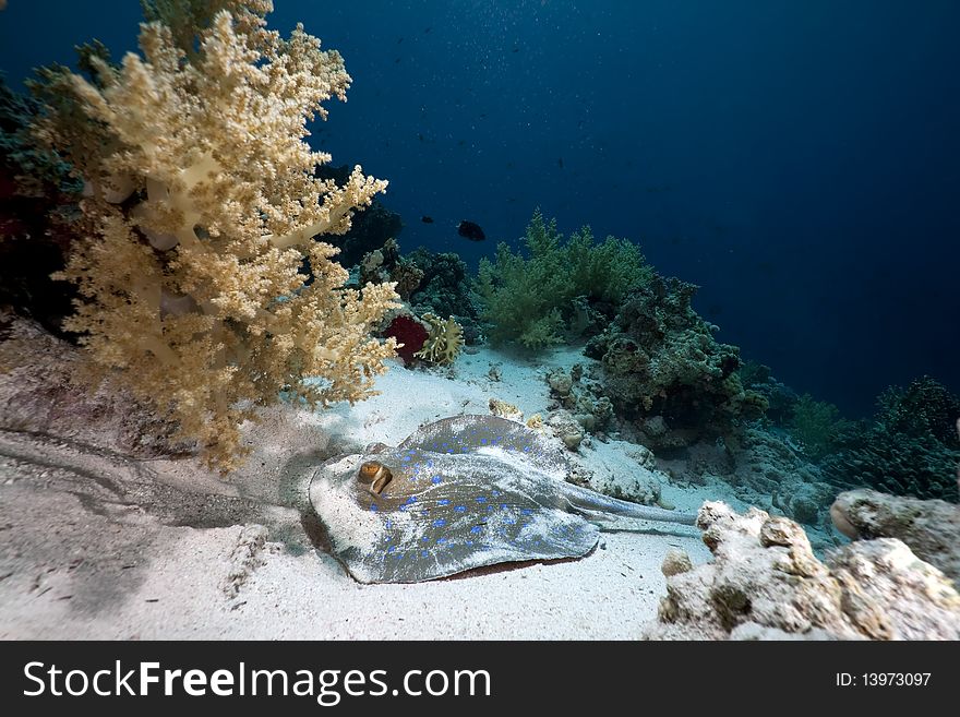 Bluespotted stingray in the Red Sea