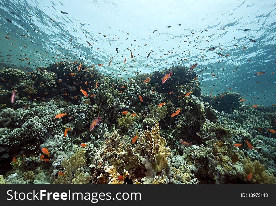 Coral and fish in the Red Sea