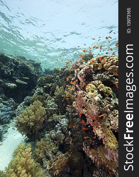 Coral and fish in the Red Sea