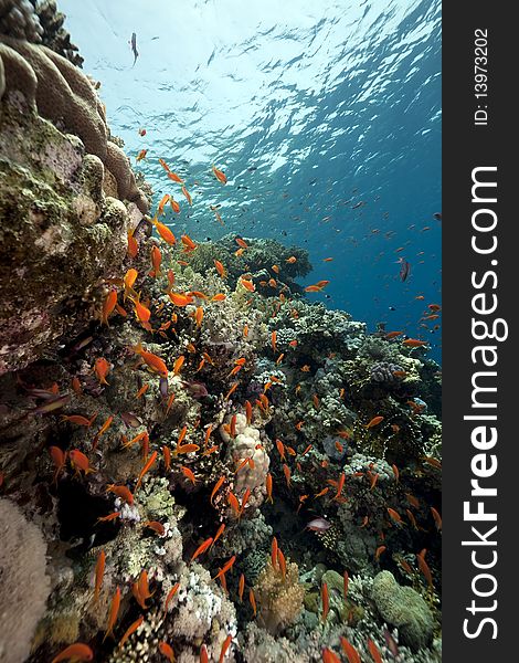 Coral And Fish In The Red Sea