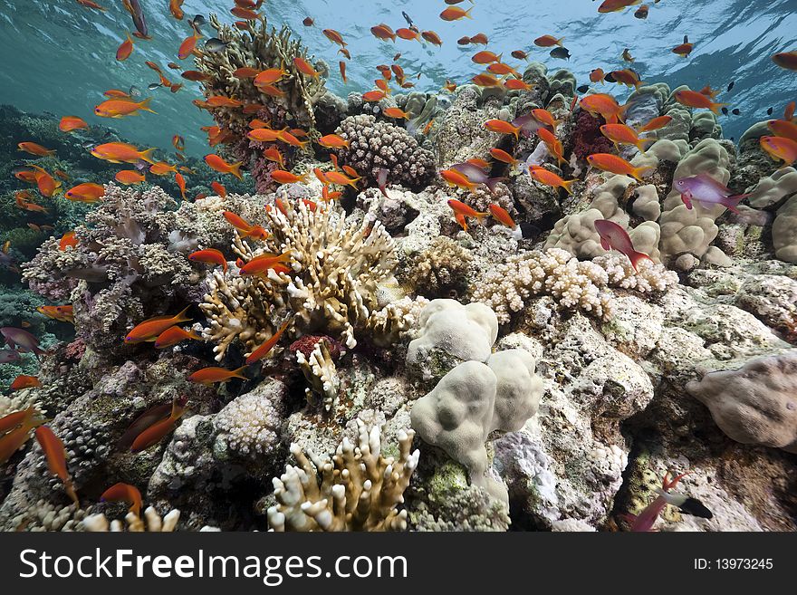 Coral and fish in the Red Sea