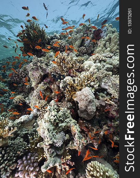 Coral And Fish In The Red Sea