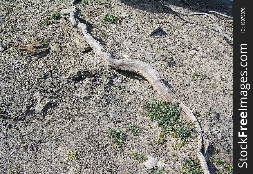 The bared root of southern tree has similarity to snake. The bared root of southern tree has similarity to snake