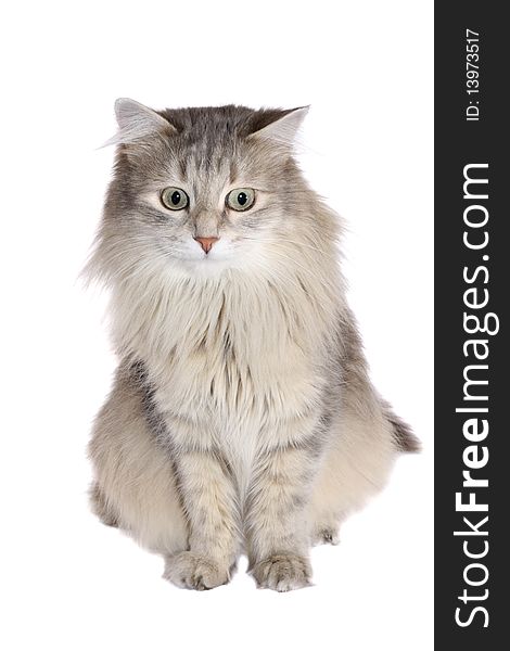 Grey fluffy cat on a white background. Grey fluffy cat on a white background