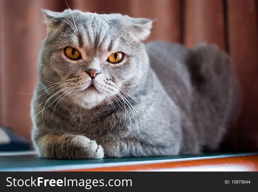 Cat rests on the table at home