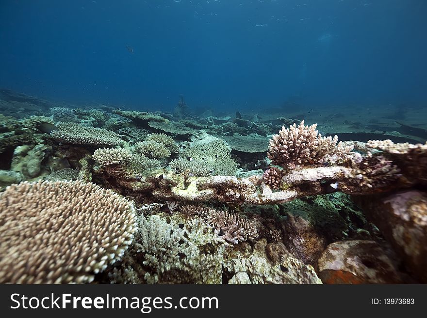 Table Coral In The Red Sea