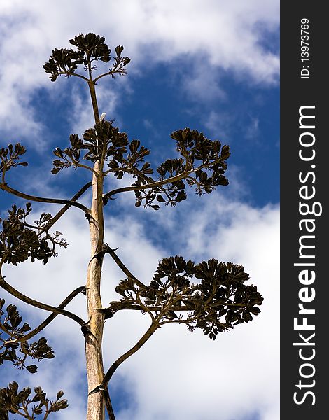 Dry agave flower. Succulent plant against blue sky