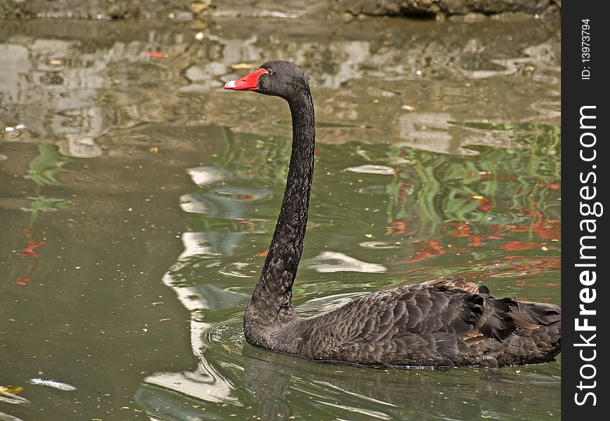 A black swan swimming on a lake