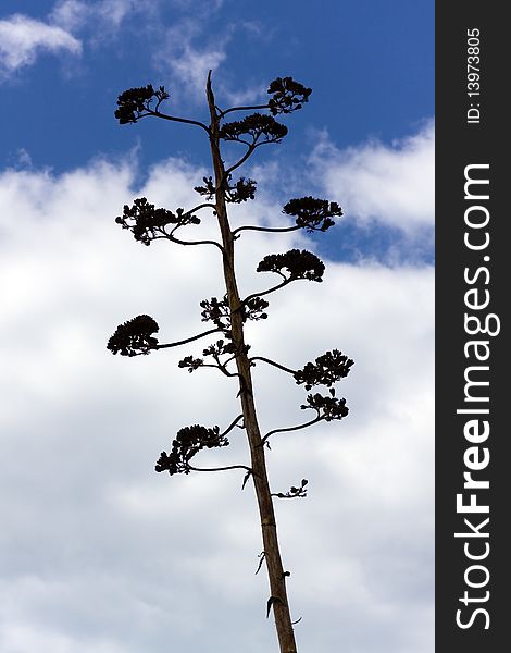 Dry Agave Flower. Succulent Plant Against Blue Sky