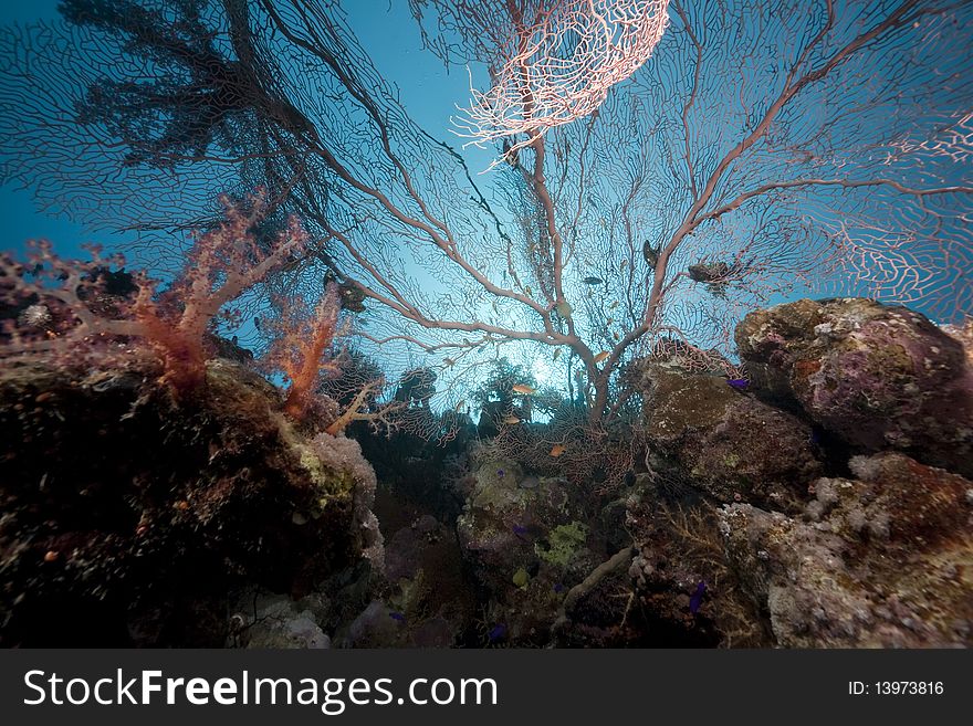 Ocean And Coral Taken In The Red Sea.