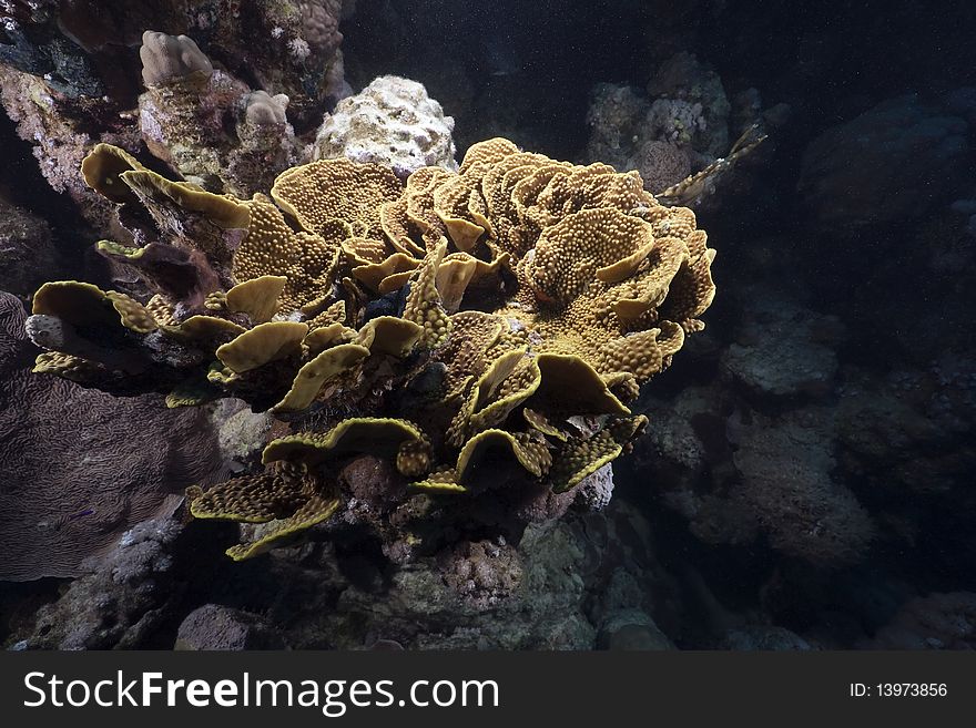 Leaf coral in the Red Sea