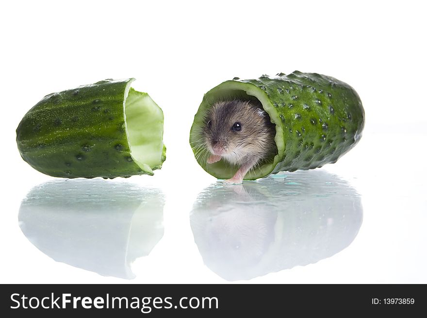 Hamster in food on the white isolated background. Hamster in food on the white isolated background