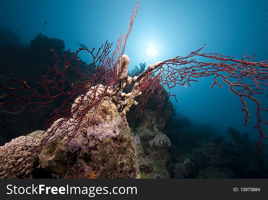 Ocean and coral taken in the Red Sea.